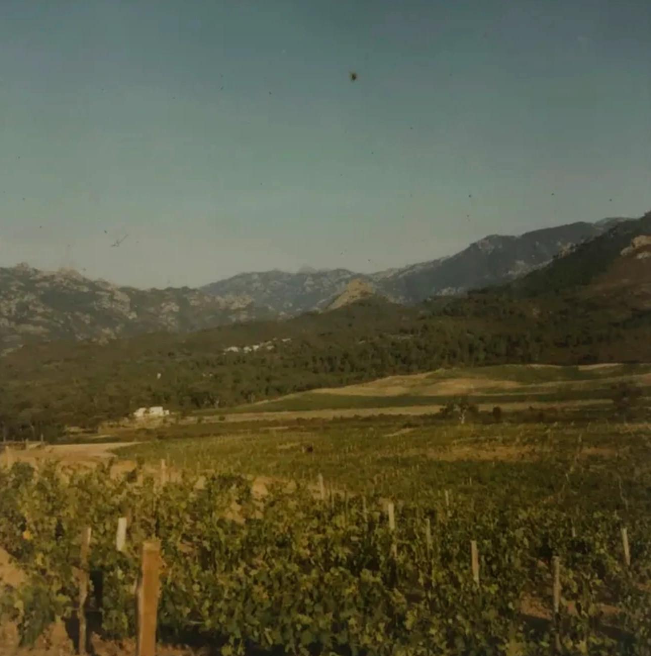 Le vignoble de Lecci dans la vallée, au printemps