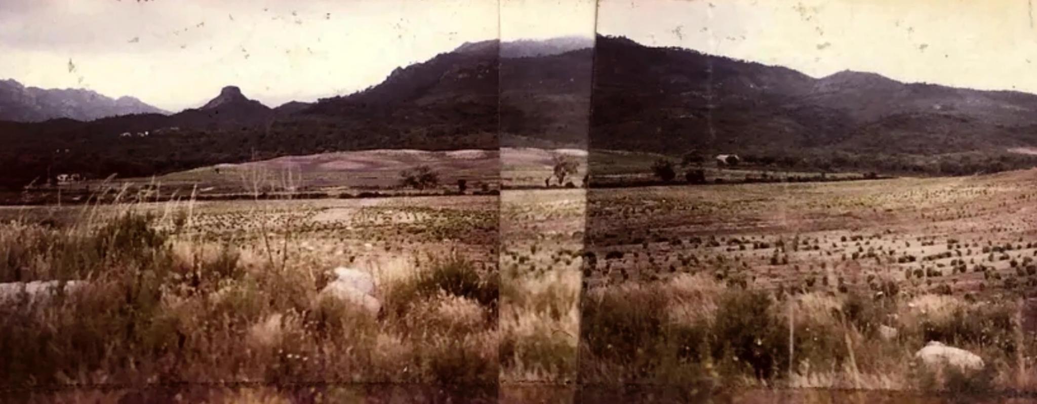 Panorama du vignoble et des coteaux de Porto-Vecchio