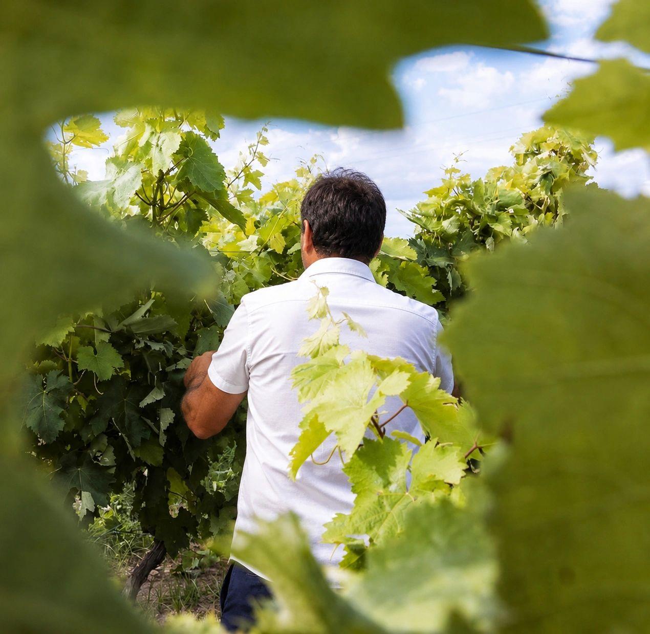 Vigneron de dos au milieu des vignes du domaine Fior di Lecci
