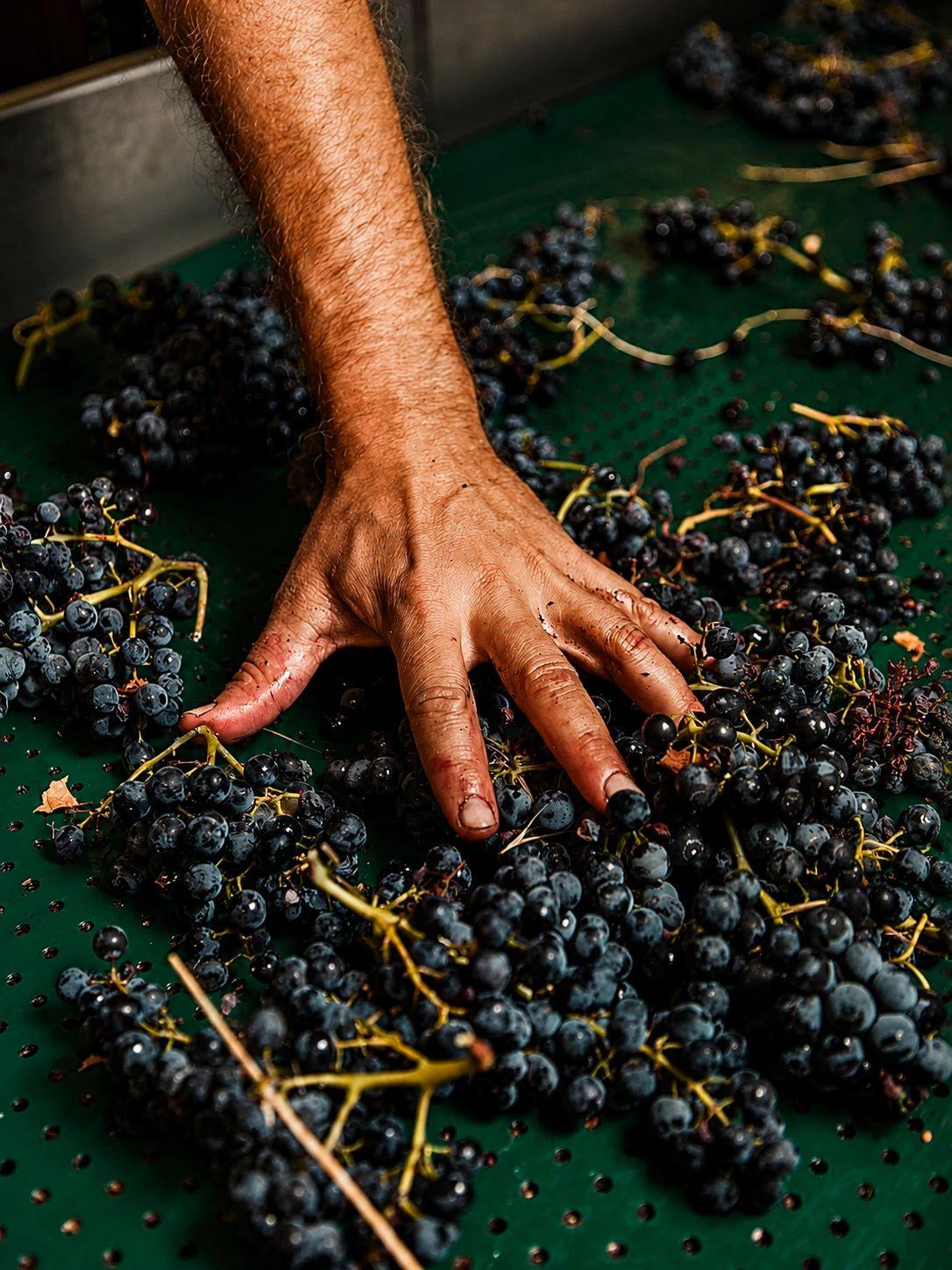 Une main posée sur des grappes de raisin noir fraîchement récoltées